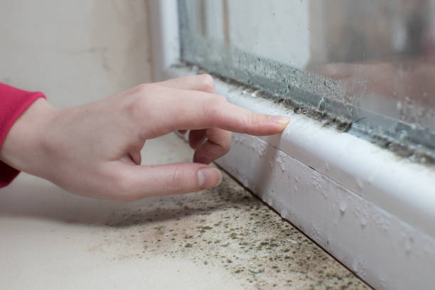 Best Indoor Air Quality Assessment  in Tubac, AZ